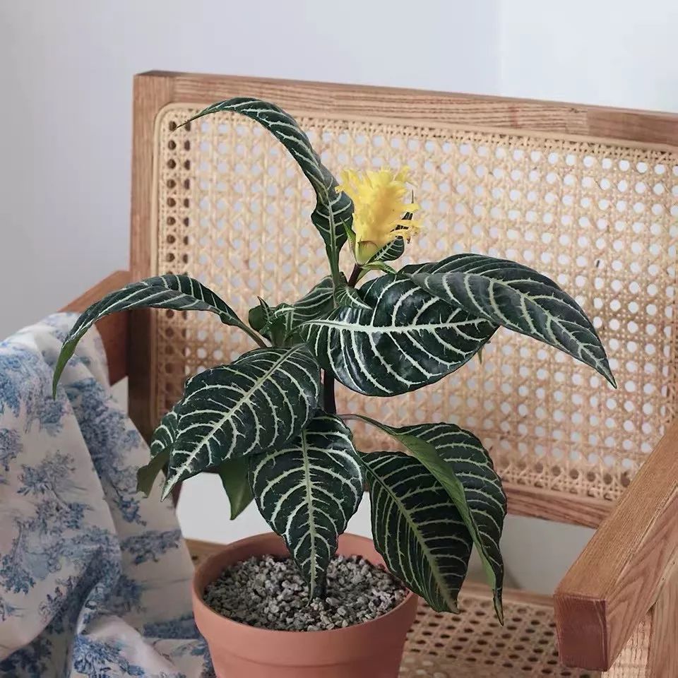 94种常见唯美观叶植物,会开花的绿色硬叶植物