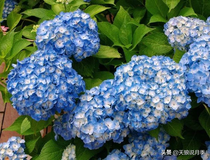 绣球季家里不缺花，全场8折迎初夏