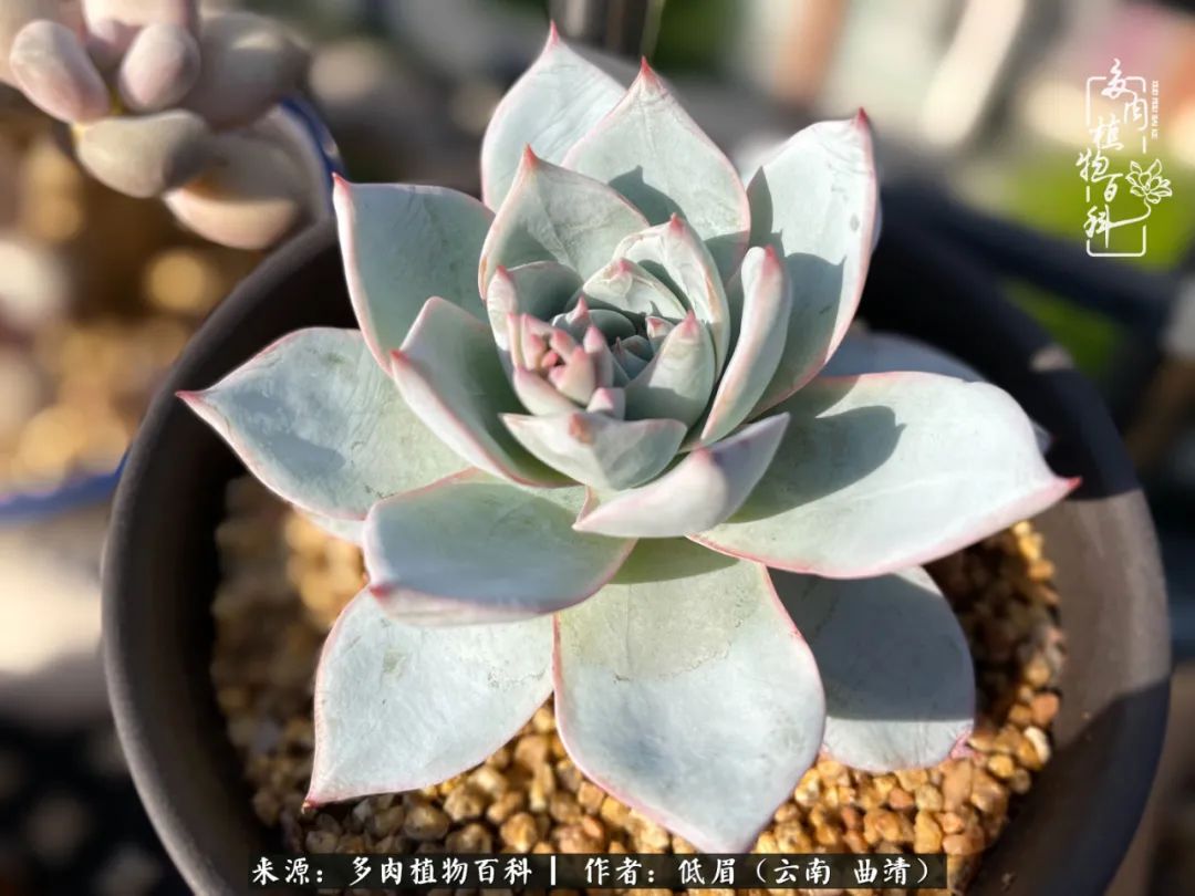 多肉植物百科如何投稿,感谢多肉植物百科的陪伴