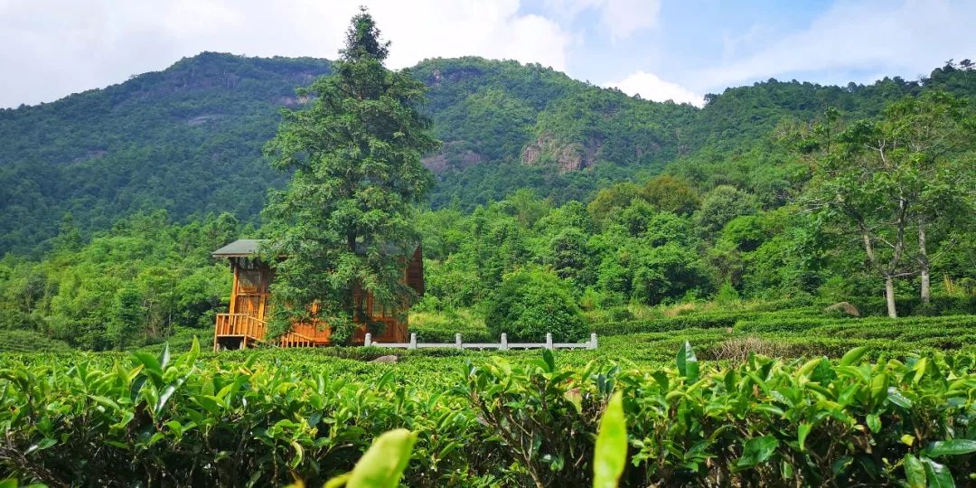 贺州姑婆山景区国家森林公园,贺州姑婆山森林公园路线