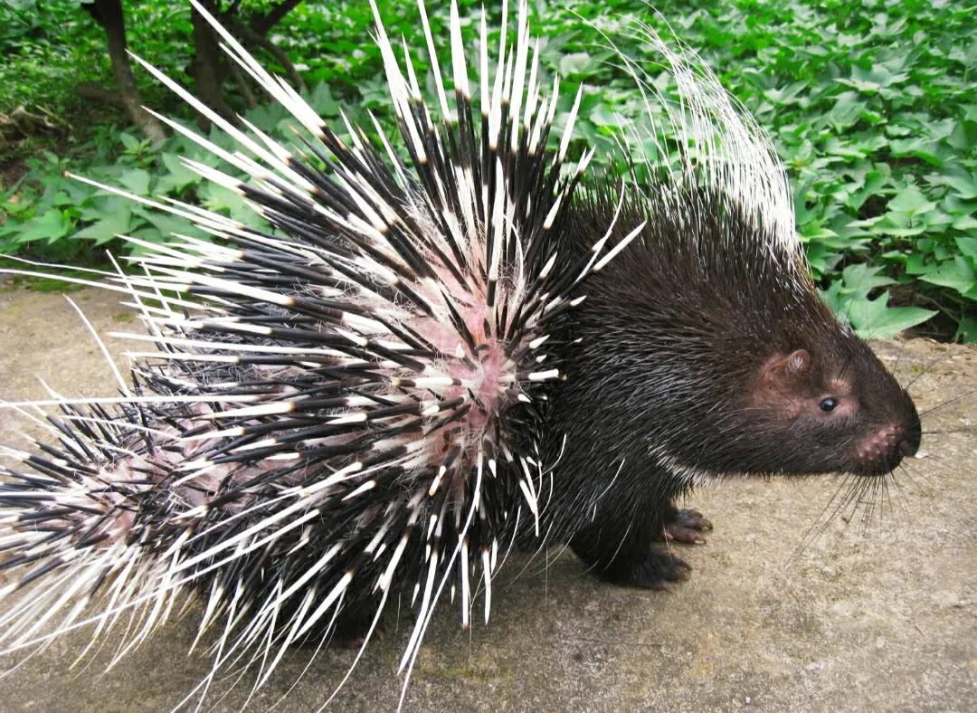 蛇吞食豪猪内脏,蛇会不会吞下刺猬