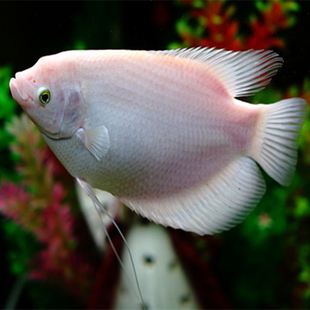 养观赏鱼小知识大全,养观赏鱼知识大全