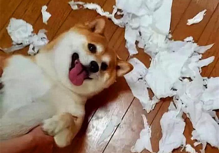 柴犬费尽心思，成功躲进被窝一眠，没成想睡醒被“五行山”封印