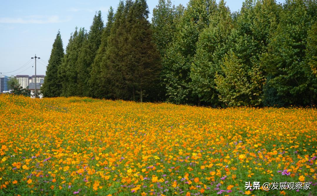 双流花海风景,双流紫色花海
