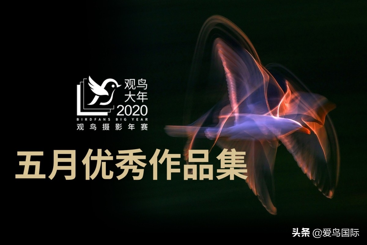 观鸟大年影片,观鸟大年在线观看