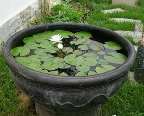 阴性水草的造景方法,100公分阴性水草造景作品