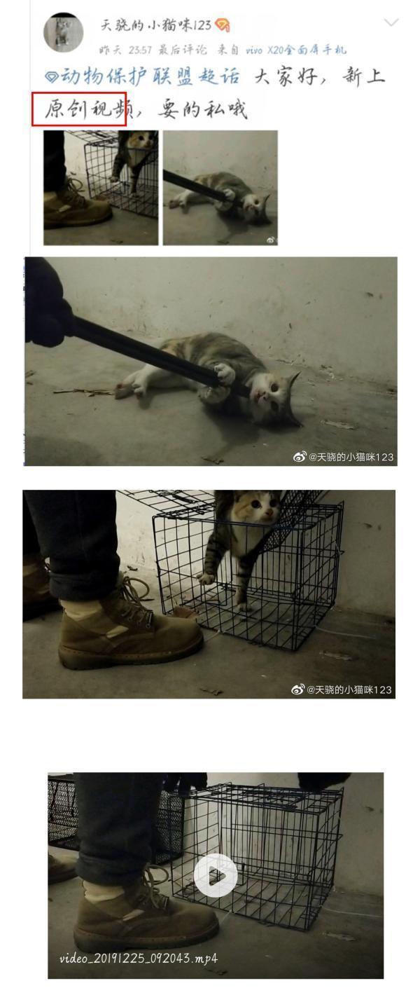 成都17岁少年虐猫事件,男子卖猫虐猫事件