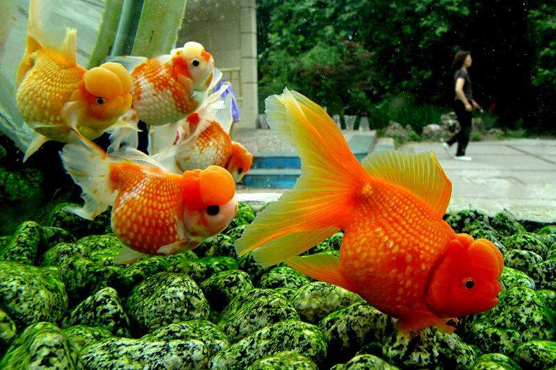 哪个品种的金鱼最漂亮最好看,传统金鱼国粹金鱼