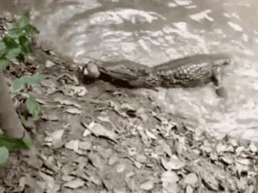 盘点被电鳗电死的人,鳄鱼咬住电鳗当场死亡