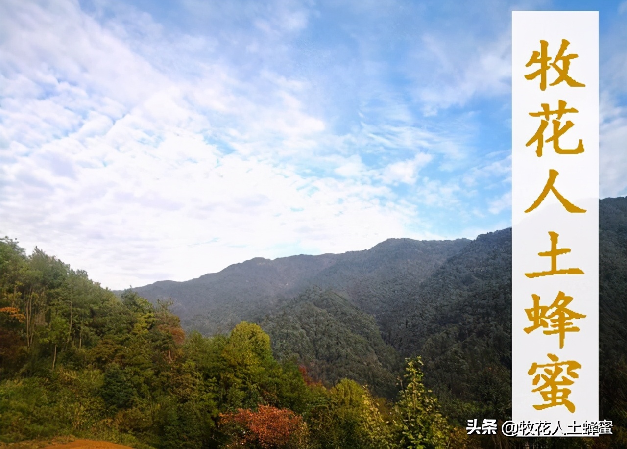 土蜂蜜的价格农家,皇名土蜂蜜价格是多少钱一瓶