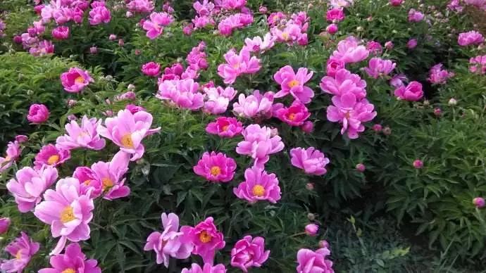 美白祛斑的中药配方内服,中药祛斑美白面膜使用方法