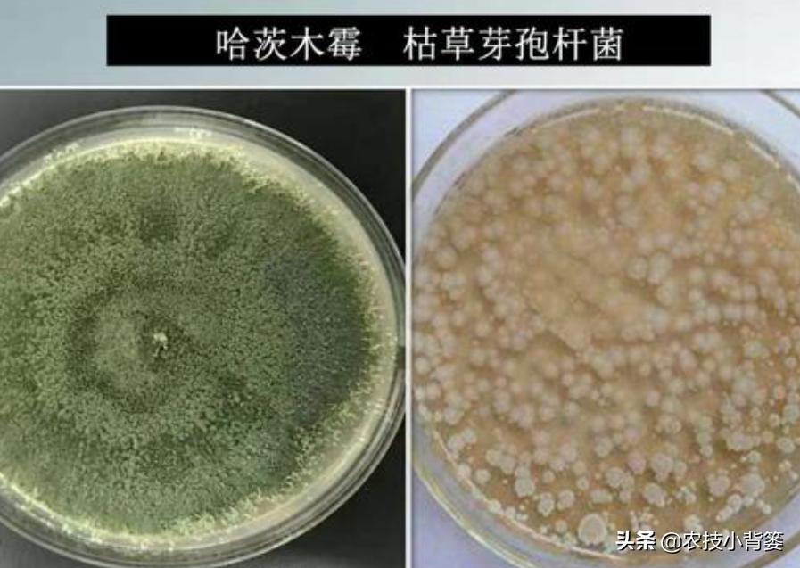 哈茨木霉菌跟枯草芽孢杆菌哪个好,哈茨木霉菌和枯草芽孢杆菌的作用