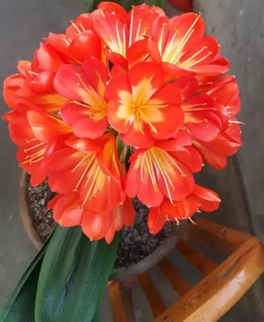 养花的盆要不要戳些洞,养花小知识小技巧大全图解