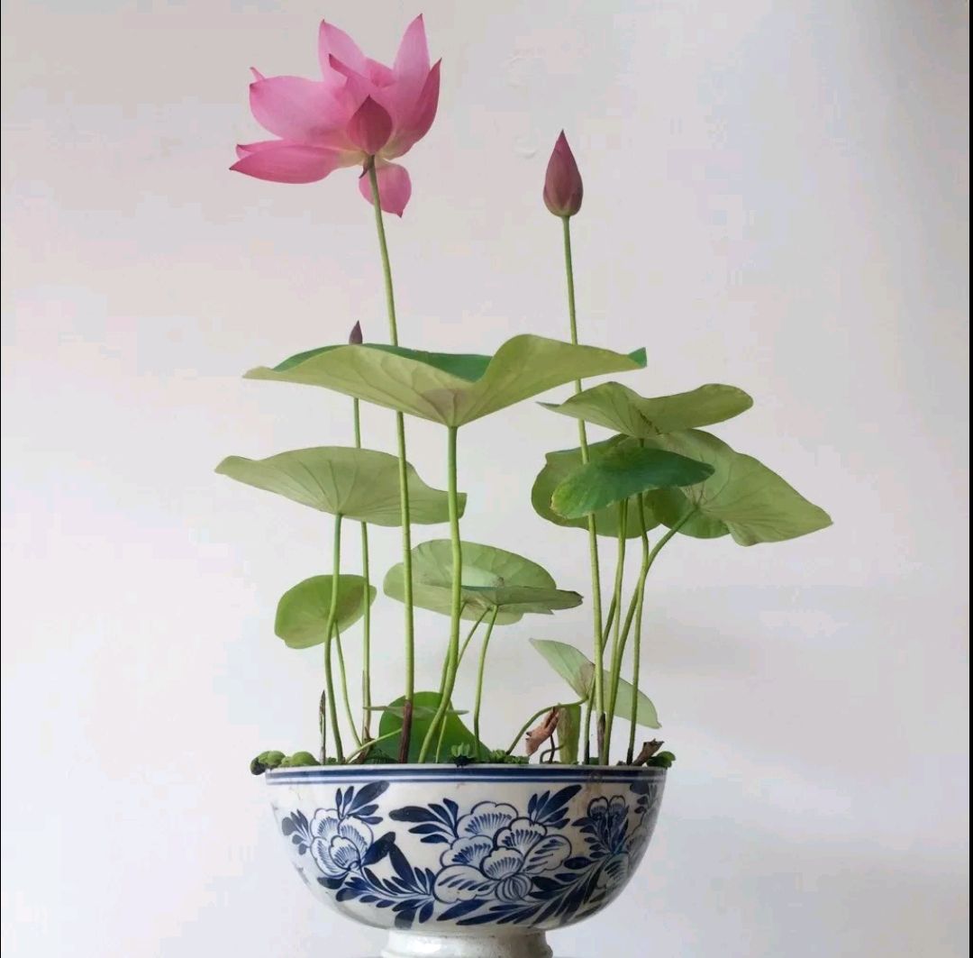 这“38种花”，当你开始收集品种时，你已入坑颇深