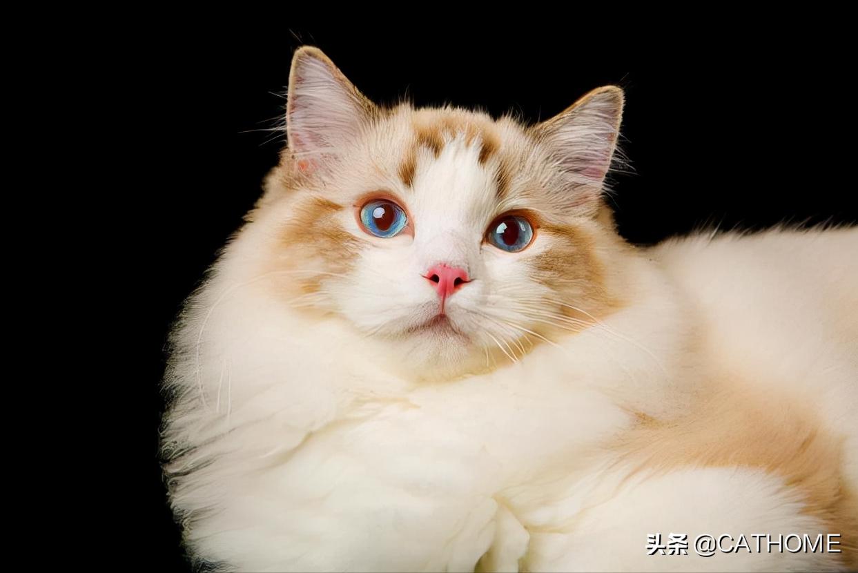 最便宜的养猫方法和注意事项,新手养猫和买猫的注意事项