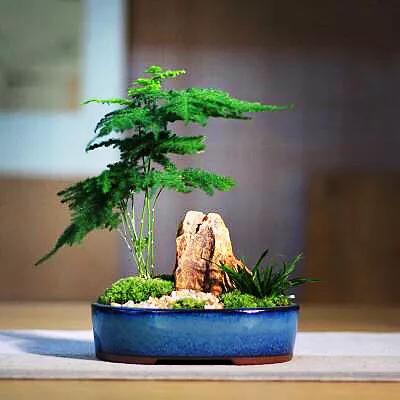 文竹文竹,文竹青翠欲滴