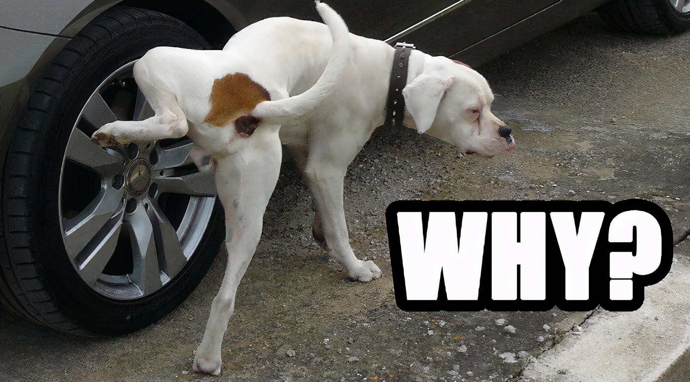 养狗的10个基本常识,养狗这50条小知识主人们都知道吗