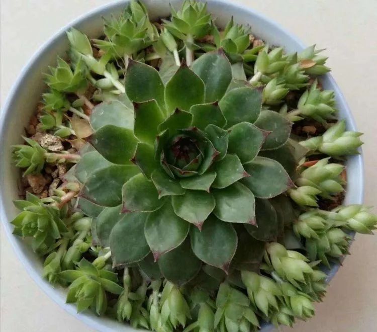 一花一叶一世界多肉,一花一世界多肉之美