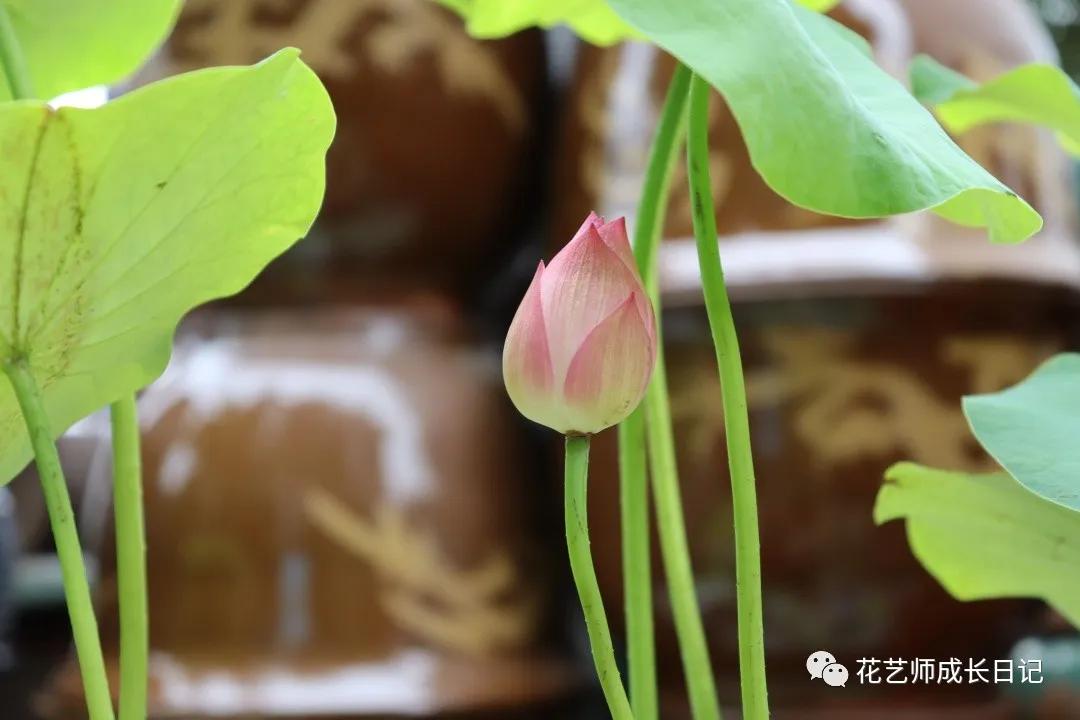 <html>
<head><title>502BadGateway</title></head>
<body>
<center><h1>502BadGateway</h1></center>
<hr><center>nginx</center>
</body>
</html>
<!--apaddingtodisableMSIEandChromefriendlyerrorpage-->
<!--apaddingtodisableMSIEandChromefriendlyerrorpage-->
<!--apaddingtodisableMSIEandChromefriendlyerrorpage-->
<!--apaddingtodisableMSIEandChromefriendlyerrorpage-->
<!--apaddingtodisableMSIEandChromefriendlyerrorpage-->
<!--apaddingtodisableMSIEandChromefriendlyerrorpage-->
