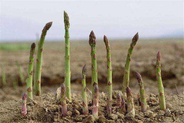芦笋栽培育苗,用芦笋种子育苗当年能出芦笋吗