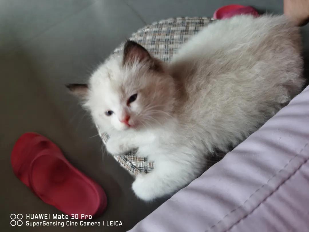 从小养的橘猫还会有野性吗,养橘猫的都是什么人