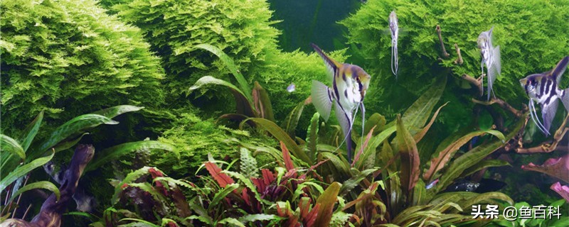 新手养鱼养在鱼缸里准备什么东西,鱼缸养鱼需要准备什么东西