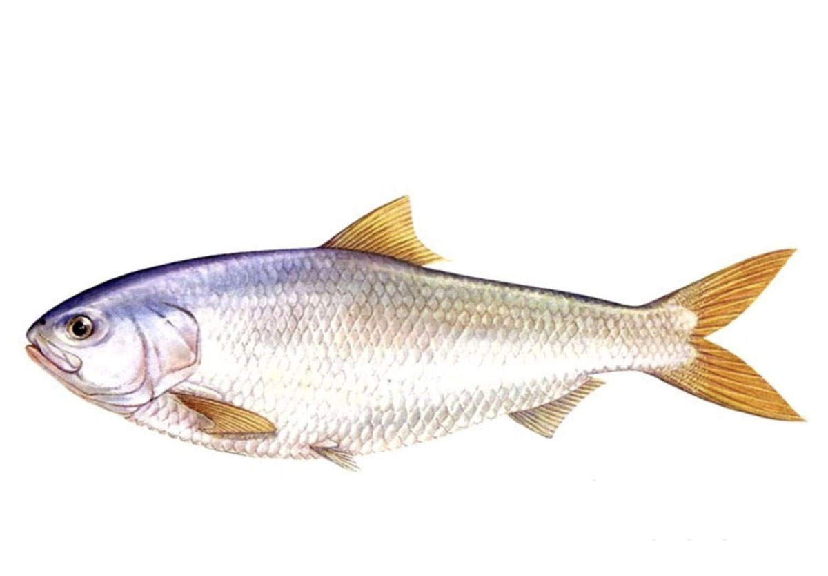 长江三鲜河豚刀鱼鲥鱼,鲥鱼是不是绝迹了