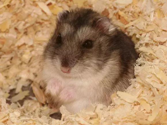 坎贝尔仓鼠和加卡利亚仓鼠,仓鼠生育的小仓鼠种类