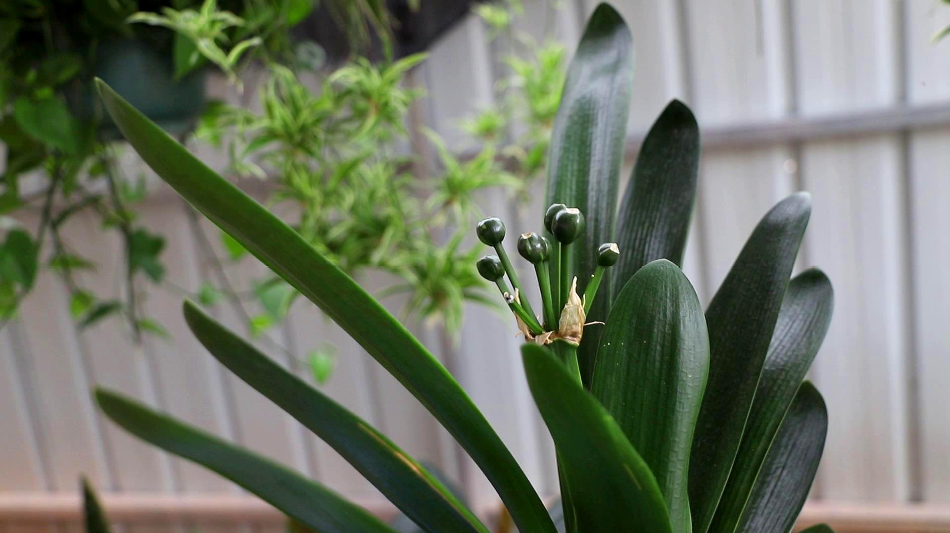 李大姐养君子兰，年年开大花，有吉祥好兆头，原来是她做对5件事