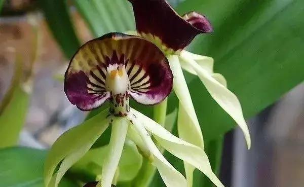 史上最全的兰花鉴赏,兰花品种之精品欣赏