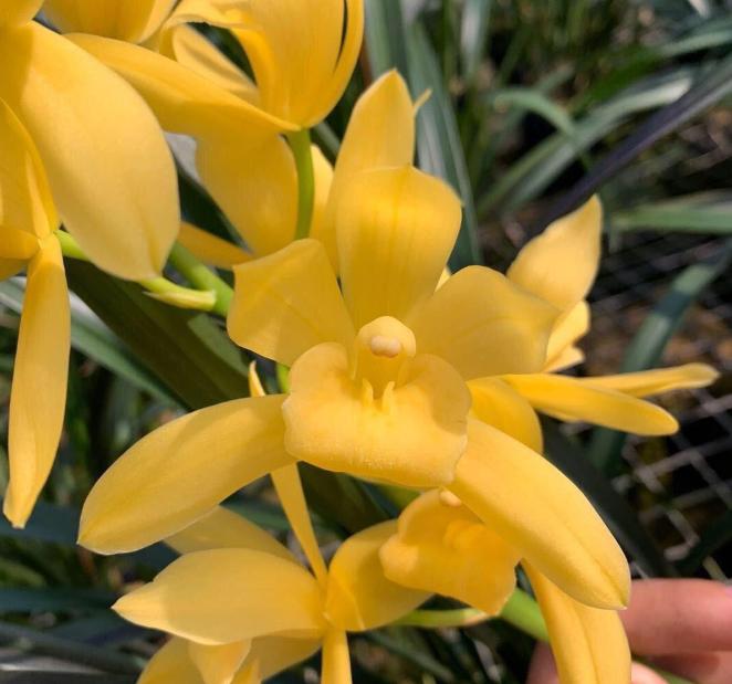 2024年普通天价兰花多少钱一苗,天价兰香多少钱