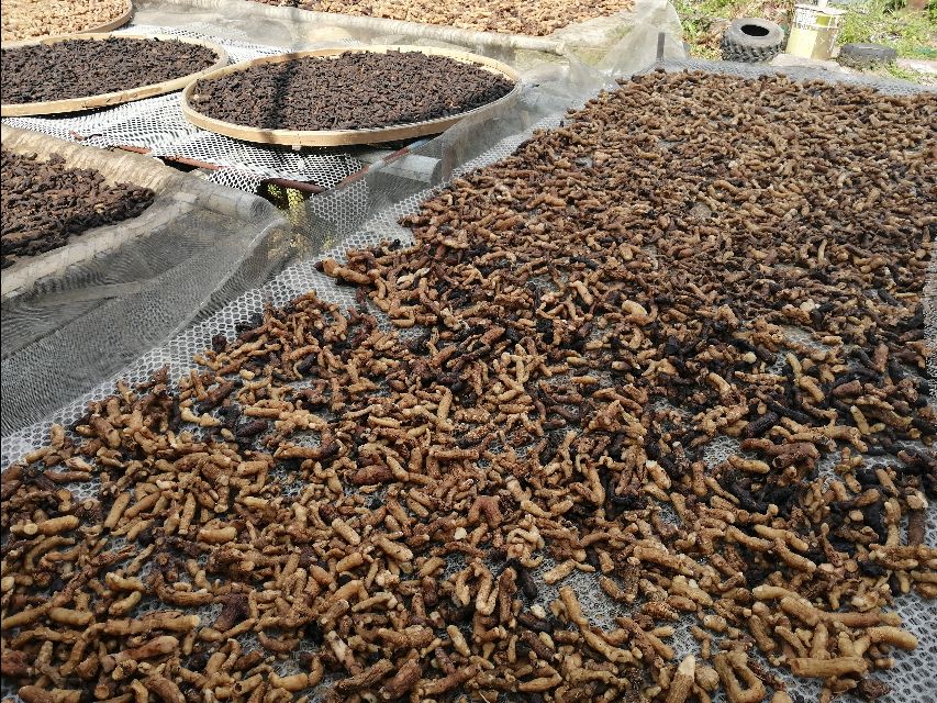 四明山哪座山上有黄精,四明山哪里有山黄精