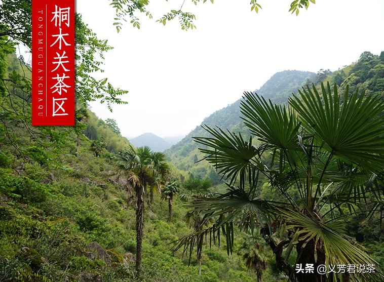 金骏眉是不是祁门红茶,金骏眉是不是正山小种