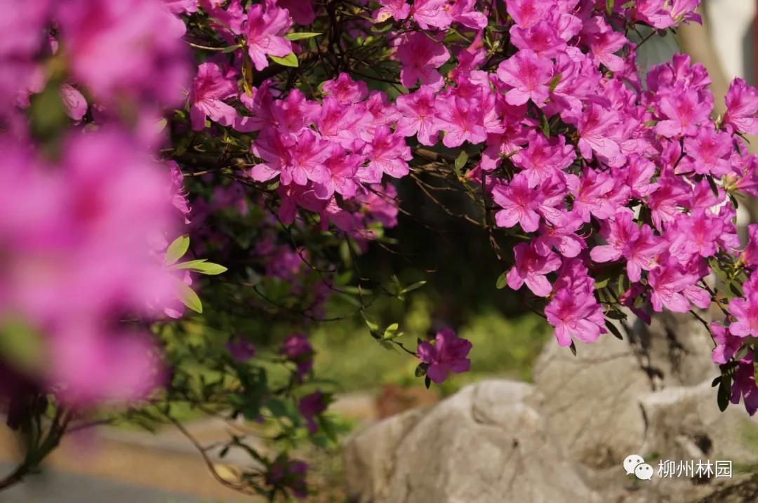 柳州柳侯公园有什么景物,柳州柳侯公园值得打卡