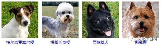 狗狗品种分类大全,狗狗品种鉴定