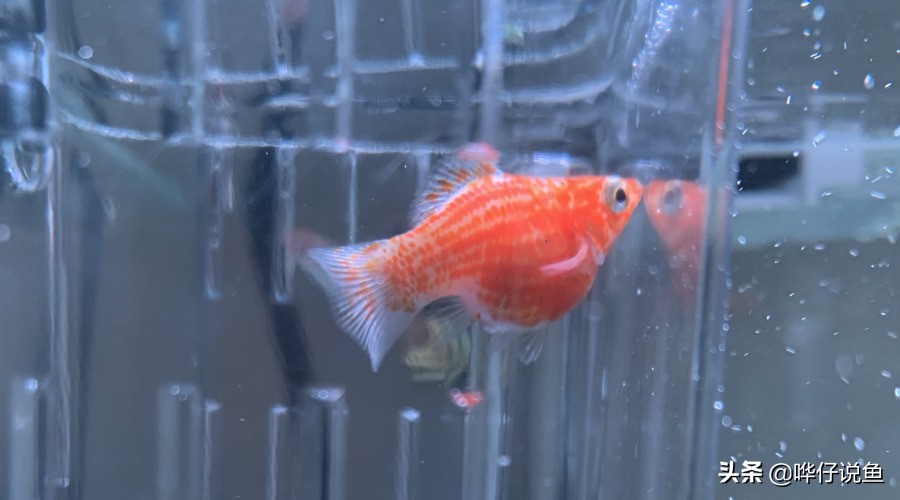 怎样自己给热带鱼培养硝化细菌,培养硝化细菌就能养好鱼吗