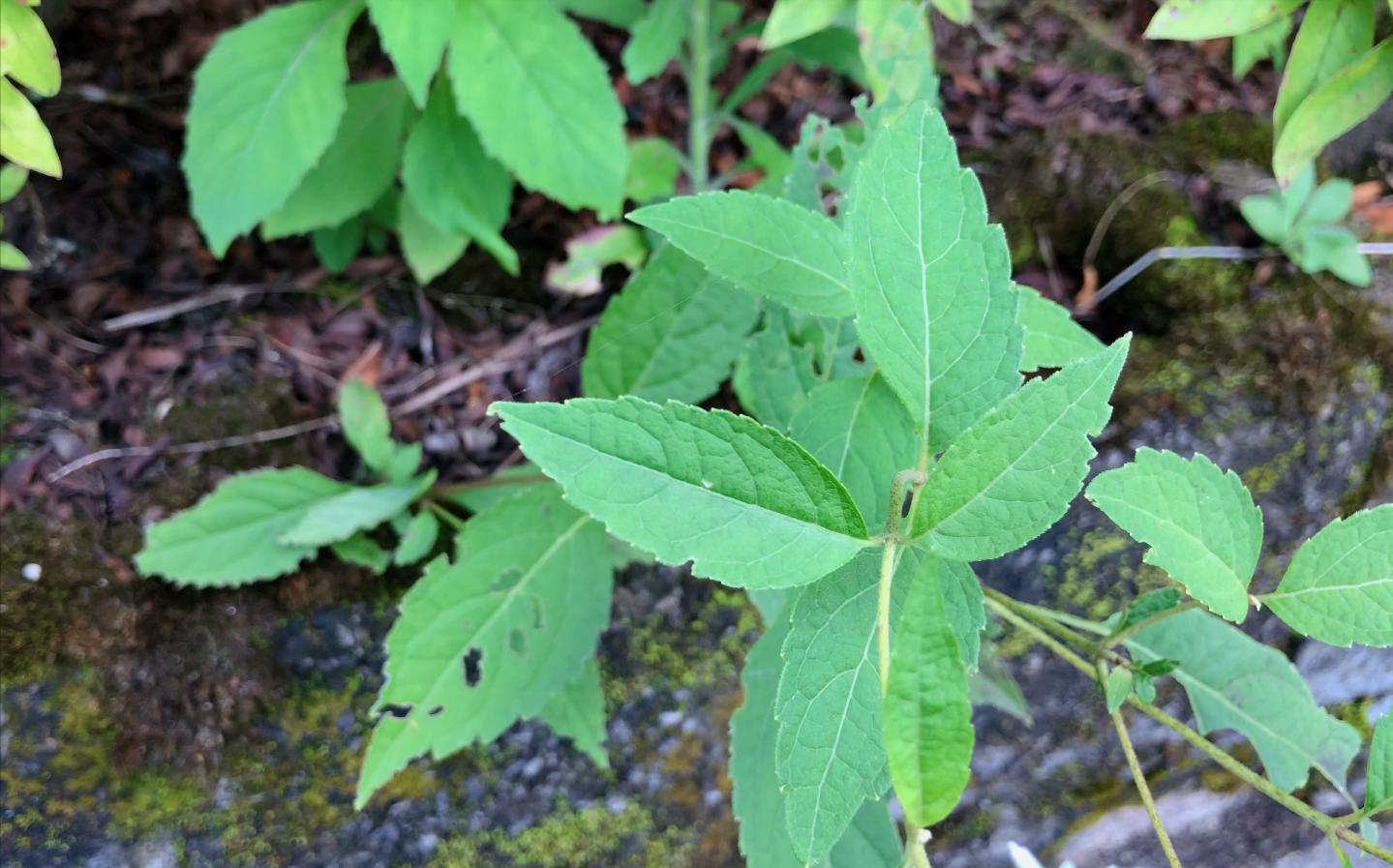 六月雪有什么功能,野生六月雪可以挖吗