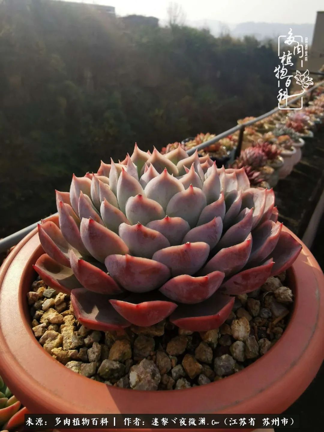 围观多肉版武林大会，一起穿越吧,下