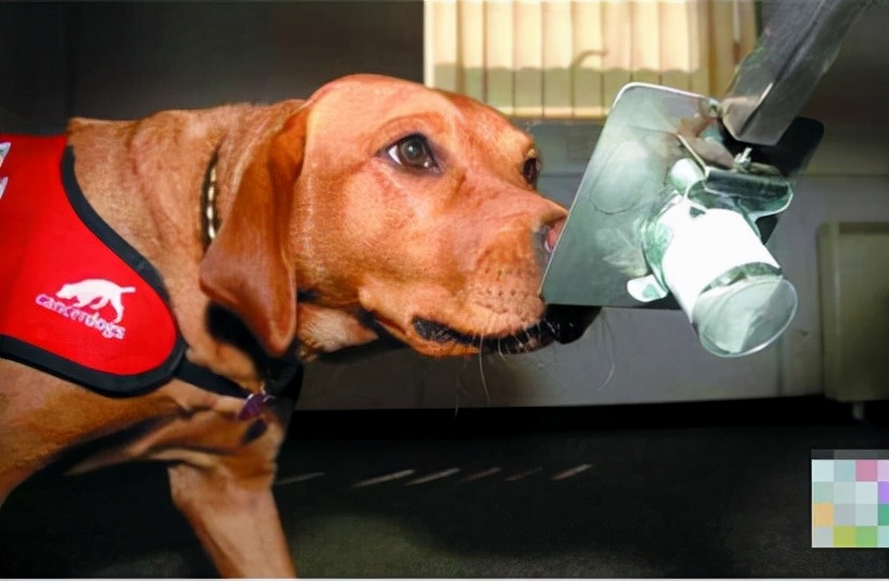 养狗的10个基本常识,养狗这50条小知识主人们都知道吗