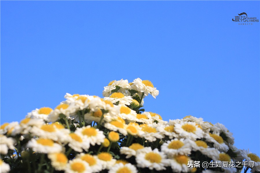 东湖公园菊花展今天还有开放吗,深圳东湖公园菊花展图片