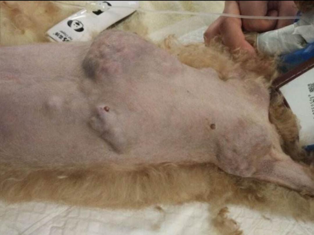 猫咪乳腺肿瘤和乳腺癌的区别,如何预防猫咪乳腺肿瘤