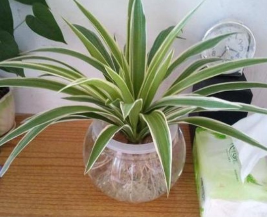 水培金边吊兰怎么养,水培金鱼吊兰的方法