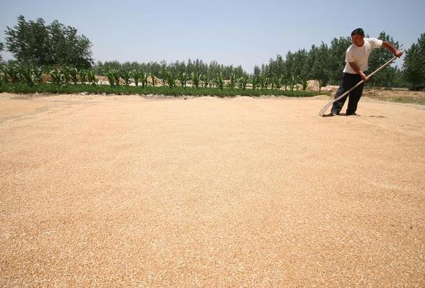 怎么消灭麦牛,对付麦牛的最佳方法