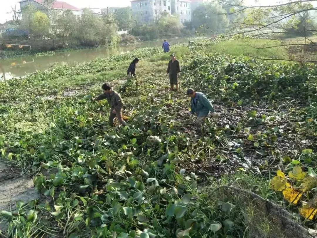 我国水葫芦为什么消失了,水葫芦泛滥成灾如今为何消失了