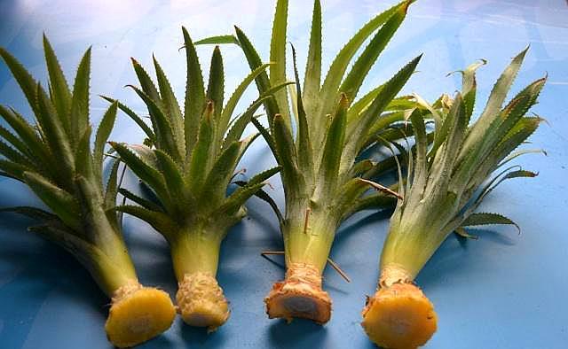 买回来剩下的菠萝头能重新栽种吗,吃菠萝剩下的菠萝头怎样种菠萝