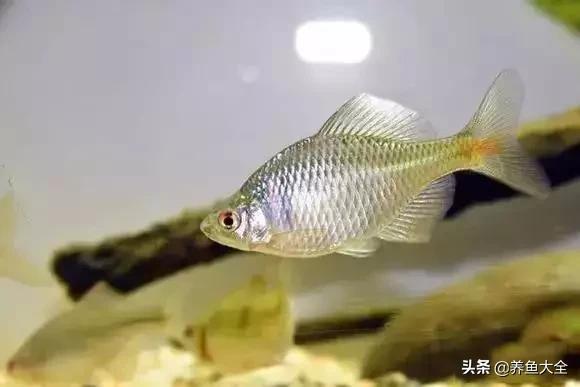 养鱼大神都养什么鱼,鱼缸养鱼都有哪些鱼