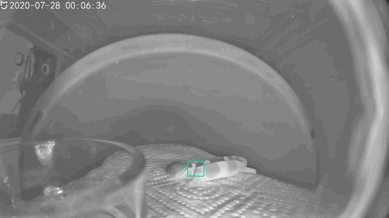 怎么养爬宠守宫,爬宠守宫怎么养