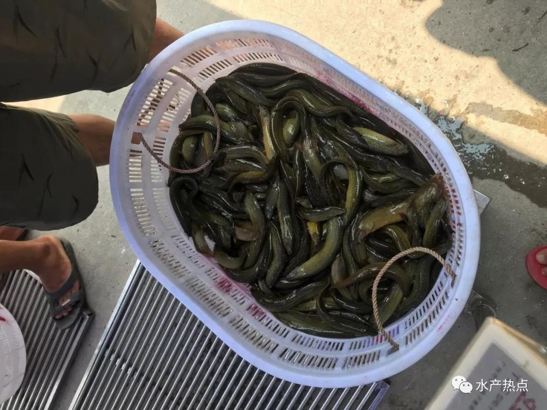 未来3年泥鳅价预测,泥鳅价后期走势