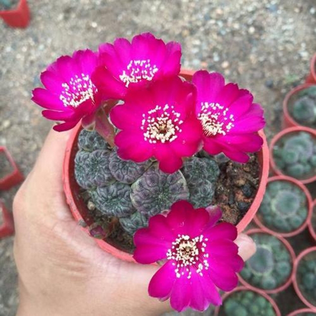 101仙人球,101个仙人球品种