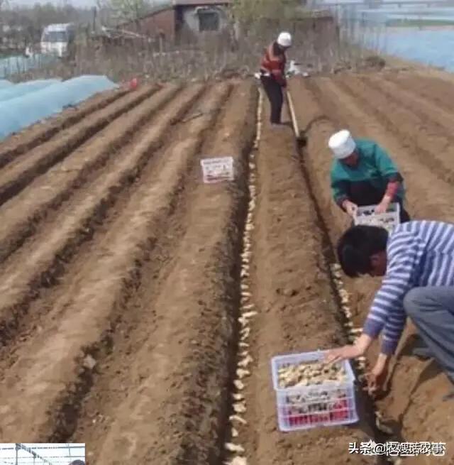 种大姜视频教程全过程,大姜催芽技术要点
